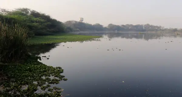 Gavier Lake Surat