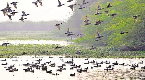 Okhla Bird Sanctuary Delhi
