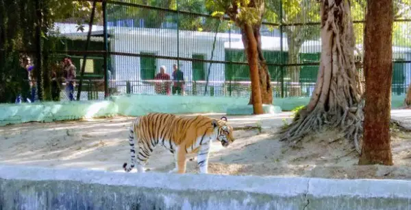 Kamla Nehru Zoo Ahmedabad