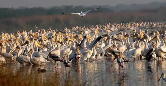 Khijadiya Bird Sanctuary Gujarat