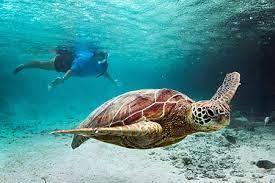 Bora Bora Turtle Center
