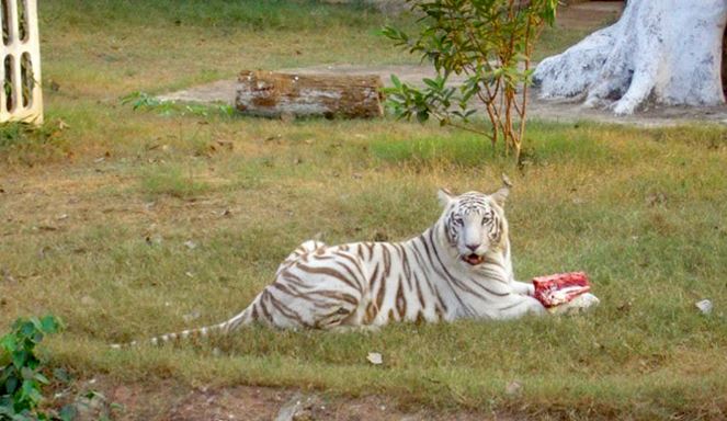 Nandankanan Zoological Park Puri