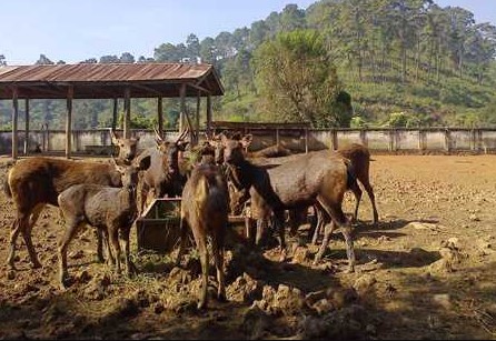 Manipur Zoological Garden Imphal