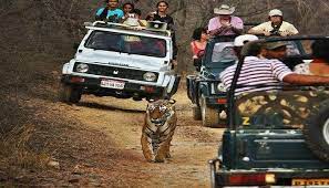 Zoo Tiger Safari